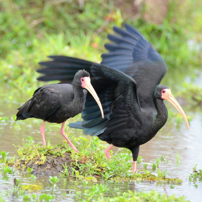 Bare-Faced Ibis (2)